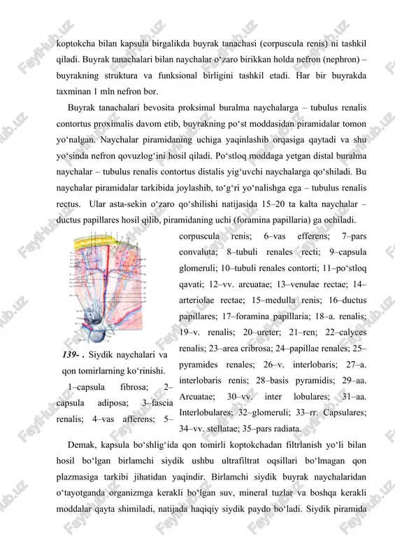 ushbu ultrafiltrat oqsillari bo‘lmagan qon plazmasiga tarkibi jihatidan yaqindir. birlamchi siydik buyrak naychalaridan o‘tayotganda organizmga kerakli bo‘lgan suv, mineral tuzlar va boshqa kerakli moddalar qayta shimiladi, natijada haqiqiy siydik paydo bo‘ladi. siydik piramida so‘rg‘ichni o‘rab turgan kichik kosachalar (calyces renalis minores) ga quyiladi. 8–9 ta kichik kosachalar o‘zaro qo‘shilib, 2–3 ta katta kosacha – calyces renalis majores ni, ular o‘zaro qo‘shilib, buyrak jomi – pelvis renalis ni hosil qiladi. jom buyrak darvozasidan chiqishi bilan siydik yo‘liga davom etib, qovuqqa ochiladi. b u y r a k t o p o g r a f i ya s i. buyrakning orqa yuzasi qorin devoriga (muskullarga) va diafragmaga tegib turadi. har ikkala buyrakning yuqori uchi buyrak usti bezi bilan qoplangan. o‘ng buyrakning old qismi tepadan jigarga, pastki qismi chambar ichakning o‘ng bukilmasiga yaqin turadi. ichki qirg‘og‘iga esa o‘n ikki barmoq ichakning pastga tushuvchi qismi tegib turadi. chap buyrak old yuzasining tepa qismi …