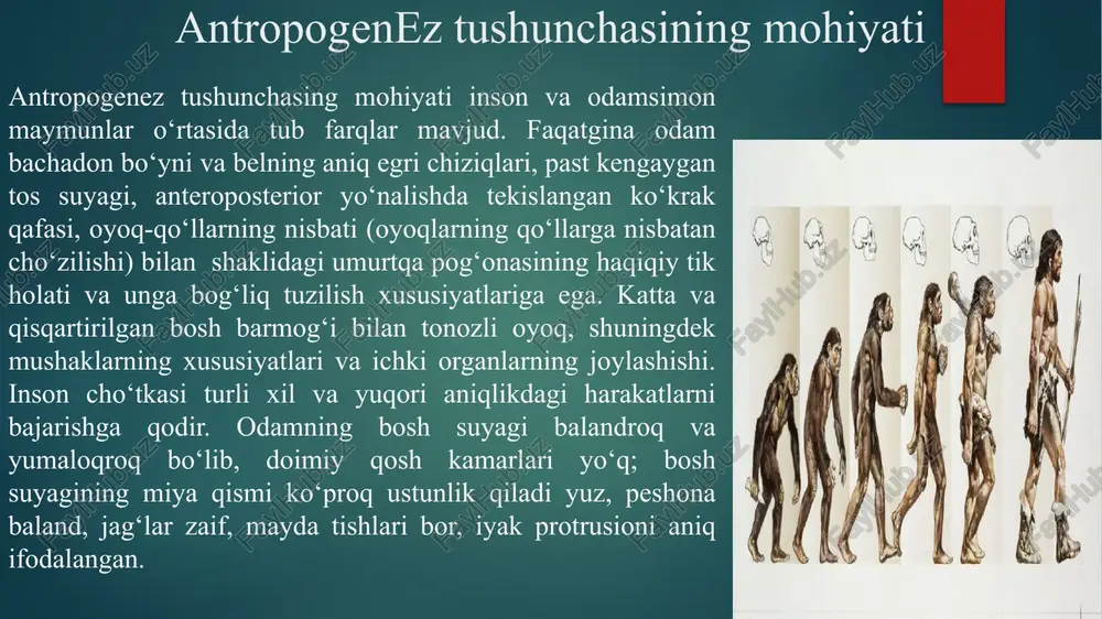 r qanday odamsimon maymunlar bo'g'inidan farq qilar edi. . ammo keyingi 30-40 yil ichida odamning, kishilik jamiyatining kelib chiqishi haqidagi ilgarigi fikrlar mutlaqo o'zgarib ketdi. shu narsa ravshan bo‘ldiki, har xil toshlardan oddiy, qoʻl mehnat qurollari yasay olgan hamda yirik hayvonlarni ovlash qudratiga ega bo‘lgan qadimgi maymunsimon odam, hayvonlar dunyosidan 1 million yil emas, balki 3-3,5 million yil muqaddam ajralib chiqa boshlagan ekan. demak, yer yuzidagi eng qadimiy odam yava pintekantropi emas, balki, sharqiy afrikada 3-3,5 mln yil ilgari yashagan “xomo xabilis” – “ishbilarmon odam” ekan. sharqiy afrikadagi tanzaniyaning olduvay darasidan topilgan arxeologik va antropologik materiallar bu fikrni aytishga imkon berdi. keniya va efiopiyada olib borilgan qazish ishlari olduvaydan topilgan materiallarga juda muhim aniqlik kiritdi . olduvay darasi tanzaniyaning shimolida boʻlib, eyasi ko‘lidan 36 km. shimoliy-sharqdadir. daraning uzunligi 40 km, chuqurligi esa 100-130 metrdan iborat. olduvay darasidan qazilma hayvonlarning qoldiqlari 1911-yildan boshlab topila boshlagan. 1931-yili keniyalik ingliz olimi luis liki …