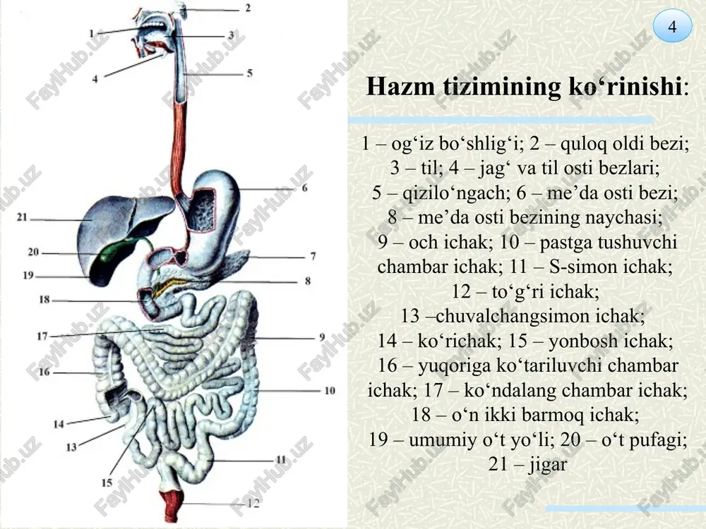 ida joylashgan bo‘lib, diafragma ostidan (qovurg‘a osti sohasidan) pastga – kichik chanoqqacha davom etadi. qorin bo‘shlig‘i yuqoridan diafragma bilan, old-yon tomondan serbar muskullar bilan, orqadan bel va bel muskullari bilan, pastdan esa kichik chanoq bilan chegaralanadi. bu bo‘shliq ichkaridan biriktiruvchi to‘qimali (seroz) parda va qorin parda bilan qoplangan bo‘lib, ayniqsa, erkaklarda qorin parda bo‘shlig‘i mutlaq bekilgan (germetik) bo‘ladi. ayollarda esa bu bo‘shliq nisbatan (bachadon nayi va qin orqali) tashqi atmosfera bilan tutashgan holatda (aslida ayollarda ham qorin bo‘shlig‘i o‘ziga xos yopiqqop shaklida) bo‘ladi. agar qorin bo‘shlig‘ini germetik bir bo‘shliq (qop) deb faraz qilsak, unda bu parda bilan bel o‘rtasida yana bir bo‘shliq hosil bo‘lib, uni qorin parda ortidagi bo‘shliqdeyiladi. demak, qorin parda bo‘shlig‘ida asosan hazm a’zolari (jigar, me’da, taloq, o‘n ikki barmoq ichak, ich, yonbosh ichak, yo‘g‘on ichak) joylashsa, qorin parda orti bo‘shliqda me’da osti bezi, buyraklar, buyrak usti bezi, siydik yo‘li, qorin aortasi, pastki kavak vena, quyosh chigali, simpatik …