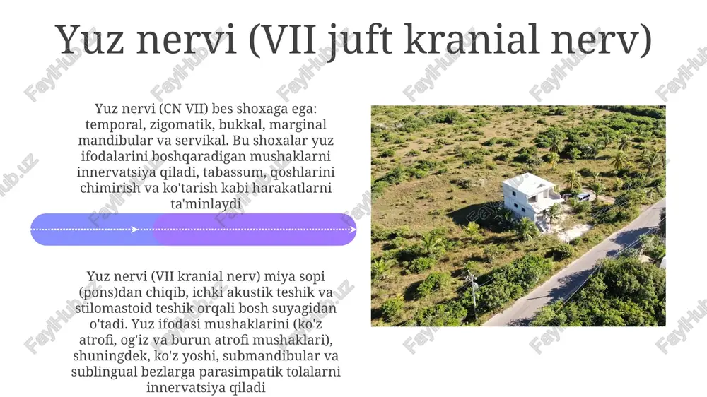 12 juftli nervlar - Page 4