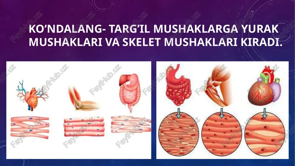 mushaklarning ishi va biomexanika - Page 4