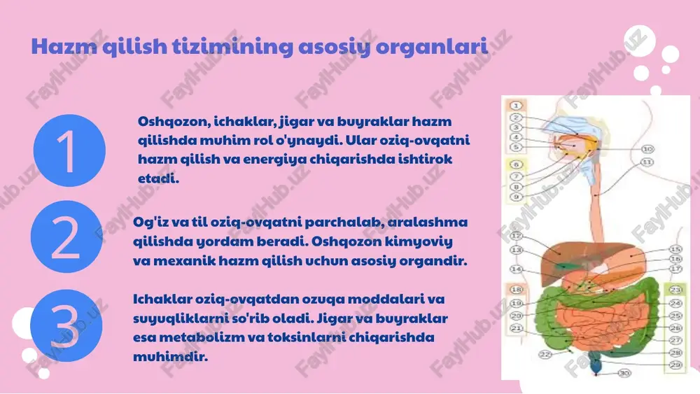 atni ehtiyotkorlik bilan chekish va yaxshi chaynash hazm qilishni yengillashtiradi. muntazam jismoniy faoliyat, stressni kamaytirish va ko'p suyuqlik ichish hazm jarayonini yaxshilash uchun muhim. yurish va yengil sportlar yordam beradi. xulosa hazm qilish tizimi inson sog'lig'ining muhim qismi bo'lib, og'iz, oshqozon va ichaklar asosiy organlardir. hazm jarayonlari og'izda, oshqozonda va ichaklarda amalga oshadi. to'g'ri ovqatlanish va gigiena sog'lom hazm qilishga yordam beradi. sog'lom ovqatni tanlash va to'g'ri yondashuvlar bilan hazm qilishni yaxshilash mumkin. sog'lom hayot uchun ehtiyotkorlik muhim. 1 2 3 foydalanilgan adabiyotlar 1. o‘zbekiston milliy ensiklopediyasi. hazm qilish tizimi. tashkent: o‘zbekiston milliy ensiklopediyasi nashriyoti, 2010. 2. qurbonov a. hazm qilish jarayonlari va ularni optimallashtirish usullari. tibbiyot va sog‘liqni saqlash jurnal, 2018. 3. sultonov b. hazm qilish tizimining anatomiyasi va fiziologiyasi. toshkent: fan va texnologiya nashriyoti, 2015. 4. yusufov s. ovqat hazm qilishni yaxshilash bo‘yicha amaliy tavsiyalar. oziq-ovqat va sog‘liq, 2020. 5. toshkent davlat universiteti. hazm qilish jarayonlari va ovqatlanish …