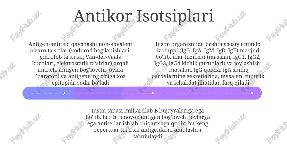 igiga va bog'lanish joylari soniga (valentlikka) bog'liq. yuqori avidlikli o'zaro ta'sirlar samaraliroq immun javoblarga olib keladi antikorlar (immunoglobulinlar), plazma b-hujayralari tomonidan ishlab chiqariladi, y shaklidagi glikoproteinlardir. ularning o'zgaruvchan qismlari (vh va vl) antigen spetsifikasini belgilaydi; doimiy qism (fc) esa effekt funksiyalarini vositachilik qiladi kalit va qulf modeli antikor-antigen bog'lanishi turli immun javoblarni boshlaydi. masalan, neytrallash (masalan, gepatotsitlar kabi hujayralarga virus kirishini blokirovka qilish) yoki opsonlash (taloq/jigar dagi makrofaglar tomonidan fagotsitozni kuchaytirish). bog'lanish kuchi (affinitati) antikor iztiplar va o'ziga xos antigen epitoplari orasida farq qiladi antigen-antitelo komplekslari effekt funksiyalarni ishga tushiradi. bog'lanish komplement kaskadini (klassik yo'l) faollashtirib, hujayra lizisiga va yallig'lanishga olib keladi antigen-antibody bog'lanishini qulf-kalit modeli tasvirlaydi. antigenlar (masalan, streptococcus pneumoniae bakteriya yuzasidagi oqsillar) "qulf" vazifasini o'tovchi noyob 3d epitoplarga ega antikor tuzilishi va turlari add text add text add text add text add text add text beshta antitelo izotufi (igg, iga, igm, igd, ige) turli xususiyat va joylashuvga ega. …