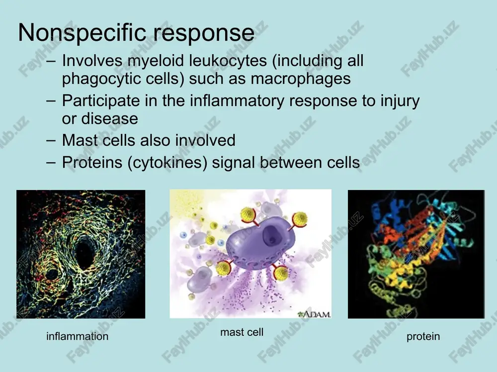 basic organization and function of the immune system - Page 4