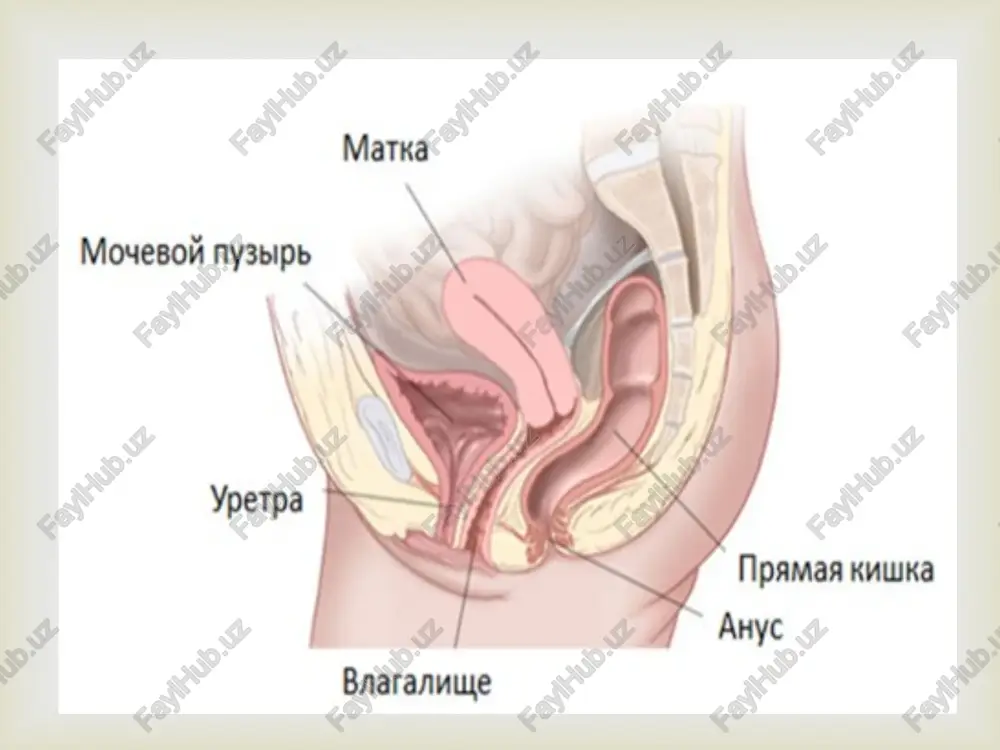 yasi). 2. ichak va jinsiy azolar anomaliyasi. davomi:   anamnez jismoniy va jinsiy rivojlanishni baxolash. tashki jinsiy azolar ko'rigi. labarator. utt mrt. endoskopik. laparoskopik. vaginal ko'rik diagnostika.  engil – funktsional o'zgarishlar namoyon bo'lmaydi. o'rta og'ir – funktsional o'zgarish bo'ladi bepushtlik. og'ir – funktsional o'zgarishlar chukurok buladi. bepushtlik og'irlik darajasiga ko'ra.  rudementar shox.  noto'lik ikki shoxli bachadon  ikki shoxli bachadon.  bachadon ichi to'sik .   nepolniy perechen variantov anomaliy myullerovix protokov (po stoeckel): 1 - u. didelphys; 2 - u. duplex et v. duplex; 3 - u. bicornis bicollis, v. simplex; 4 - u. bicornis unicollis; 5 - u. arcuatus; 6 - u. septus duplex seu bilocularis; 7 - u. subseptus;8 - u. biforis; 9 - u. foras arcuatus; 10 - v. septa; 11 - v. subsepta; 12 - u. unicornis; 13 - u. bicornis rudimentarius solidus cum v. solida (sindrom mayer- rokitansky-kuster); 14 …