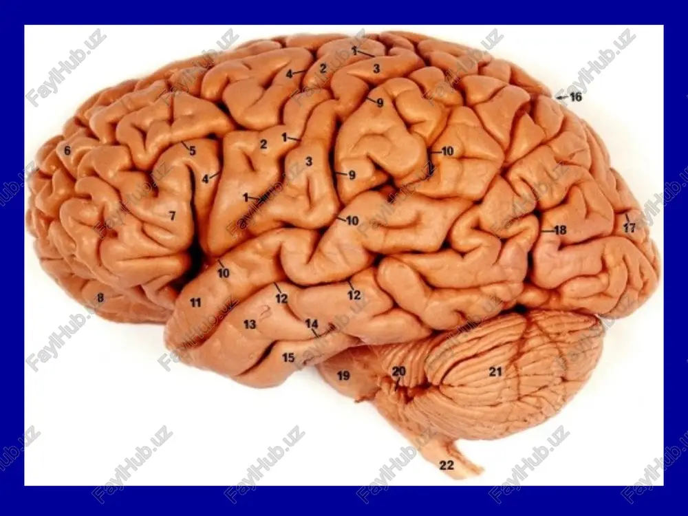 . differentsial diagnoz isteriya uremik xurujlar eklampsiya spazmofiliya (tetaniya) bmqao'b davolash xuruj vaqtida birinchi yordam: tutqanoqqa qarshi vositalar (seduksen 2,0 v/v, geksenal yoki tiopental na 10 mg/kg. magniy sulfat, kaltsiy xlorid, xloralgidrat 5% 3-0-50 ml klizmada. yurak vositalari: strofantin, korglyukon, eufillin, papaverin. qarshi ko'rsatmalar: kamfora kordiamin sulfokamfokain kofein difenin tegretol valproat kislota preparatlari lamotridjin karbamazepin benzonal lyuminal tutqanoqqa qarshi vositalar tekshiish uchun savollar katta tutkanok xuruji necha boskichdan iborat? tutkanok xuruji paytida kanaka yordam kursatiladi? tutkanokni davolashda kanaka davolash usullari kullaniladi ? tutkanok xuruji vaktida kamfora ishlatish mumkinmi? epileptik xarakterning belgilari.