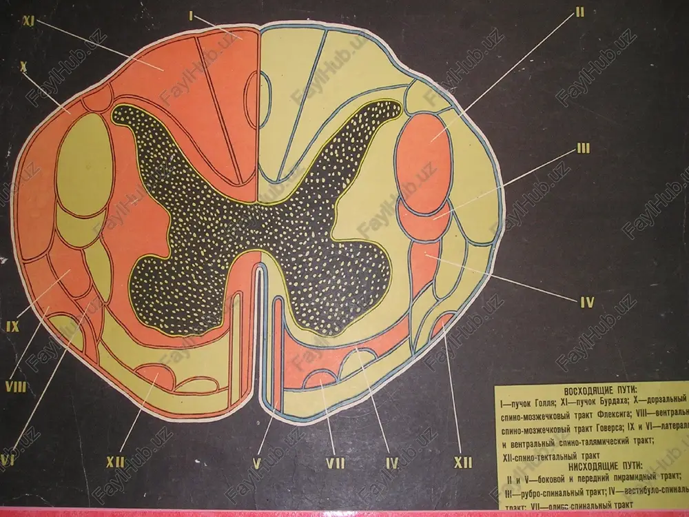 tuzilishi oyoq kaftini noto'g'ri shakli so'rg'ichlarning anomaliyasi (noto'g'ri joylashishi) spina bifida occulta va b. atipik turlari: meningoradikulyar landri turidagi ko'tariluvchi falajlik bulbar entsefalitik abortiv davolash 1. simptomatik 2. rentgenoterapiya 3. operativ davolash: bo'shliqdan suyuqlikni chiqarish orqa miyaga bo'lgan bosimni kamaytirishga va uni oldini olishga qaratilgan operatsiya. tekshirish uchun savollar: mielit, poliomielitni etiologik faktorlari va siringomieliyani kelib chikish sabablari. mielit, poliomielit va siringomieliyada asab tizimining kaysi joylari zararlanadi va sabablari. mielit, poliomielit va siringomieliya kasalliklarini davolash printsiplari kanday.