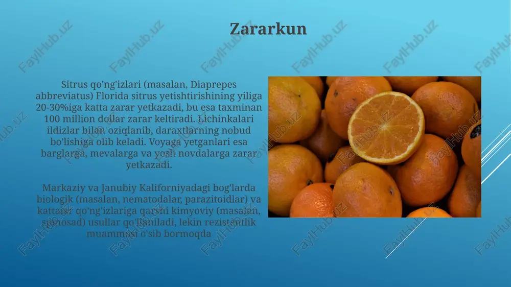 us citri) mikroskopik tekshiruv (400x kattalashtirish) orqali aniq aniqlash muhim. kimyoviy usullar turli xil turlar va rivojlanish bosqichlariga qarshi samaradorligi har xil bo'lgan o'simlik himoya vositalarini qo'llashni o'z ichiga oladi sitrus sarqishi kasalligi sitrus yashil kasalligi (huanglongbing yoki hlb), halokatli bakteriya kasalligi, 2005 yildan beri florida shtatidagi sitrus plantatsiyalarining ~50% (~150,000 akr) ga ta'sir ko'rsatmoqda. osiyo sitrus psillidi (acp) vektorlari candidatus liberibacter spp braziliya, xitoy va hindiston kabi mamlakatlardagi 100 000 gektardan ortiq sitrus bog'lari kasallikdan aziyat chekib, yiliga 7 milliard dollardan ortiq iqtisodiy zarar keltirib chiqarmoqda shira sitrus bitlari (masalan, toxoptera citricida, aphis spiraecola) florida, kaliforniya va o'rta yer dengizi hududlaridagi subtropik sitruslarga (apelsin, mandarin, greyfurt) katta zarar yetkazadi osiyon sitrus psillidi (toxoptera citricida) huanglongbing (hlb) deb nomlangan halokatli bakteriya kasalligini tarqatadi. hlb floridadagi, kaliforniyadagi va braziliyadagi tarqalishi millionlab sitrus daraxtlarining yoʻq boʻlib ketishiga olib keldi un qurtlari sitrus unli qurti (planococcus citri) va uzun quyruqli unli qurti (pseudococcus …