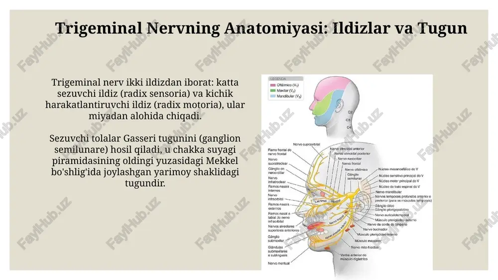 trigeminal nervning o'ziga xosligi - Page 4