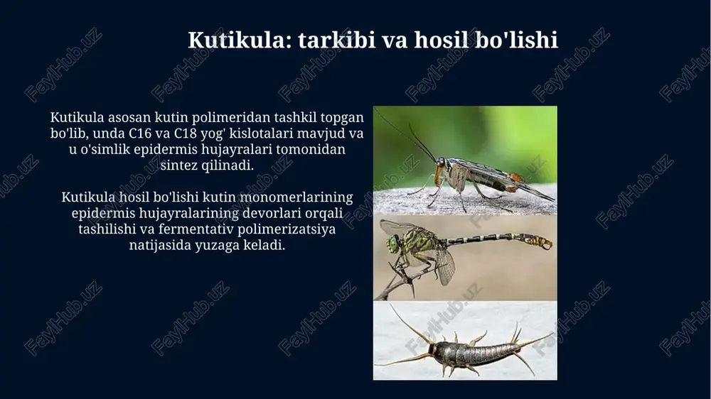barg kutikulasi - Page 4
