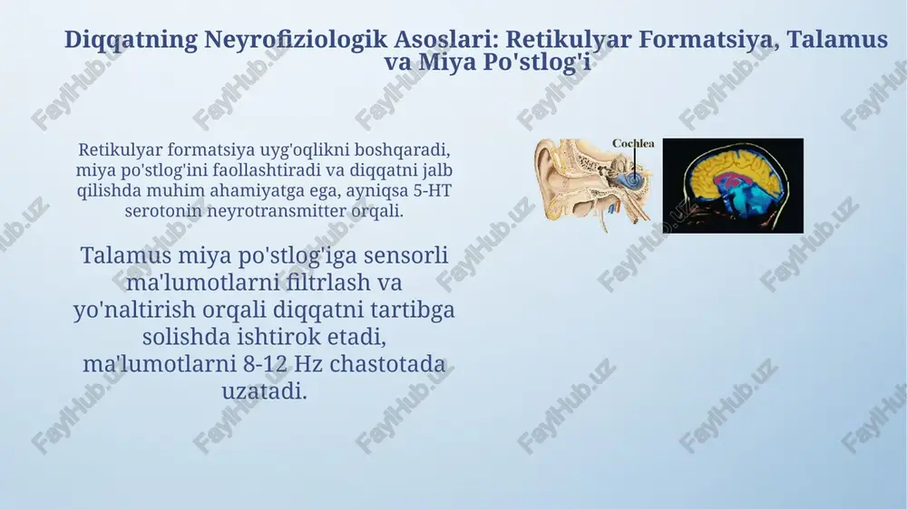 diqqatning neyrofiziologik asoslari - Page 4