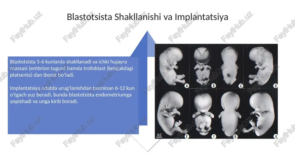embrionalrivojlanishdavri - Page 4