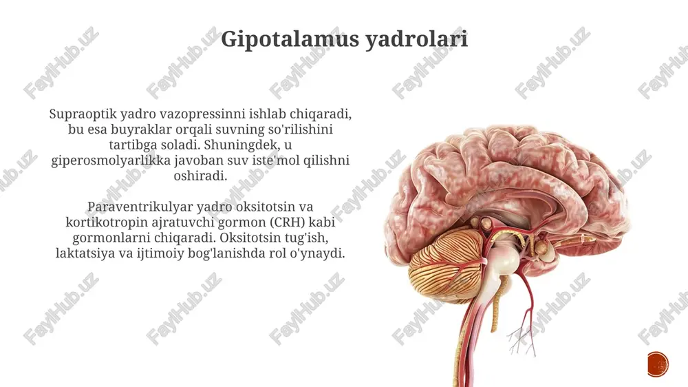gipotalamus - Page 4