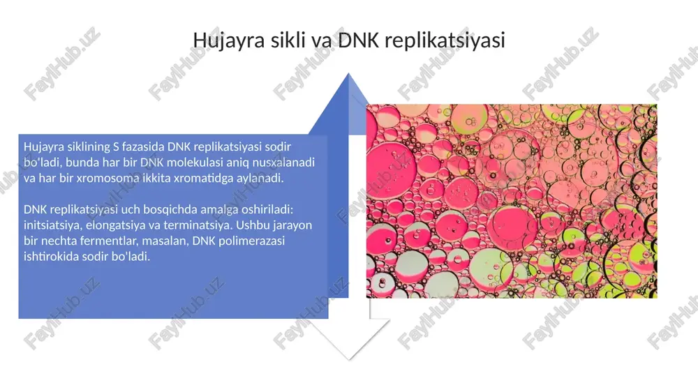 hujayrabiologiyasihujayrabo‘linishi - Page 4