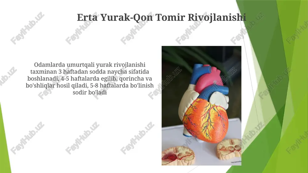 nafa olish sistemasining evolyutsiyasi va ontogenizi - Page 4