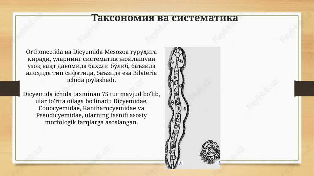 mesozoa orthonectida - Page 4