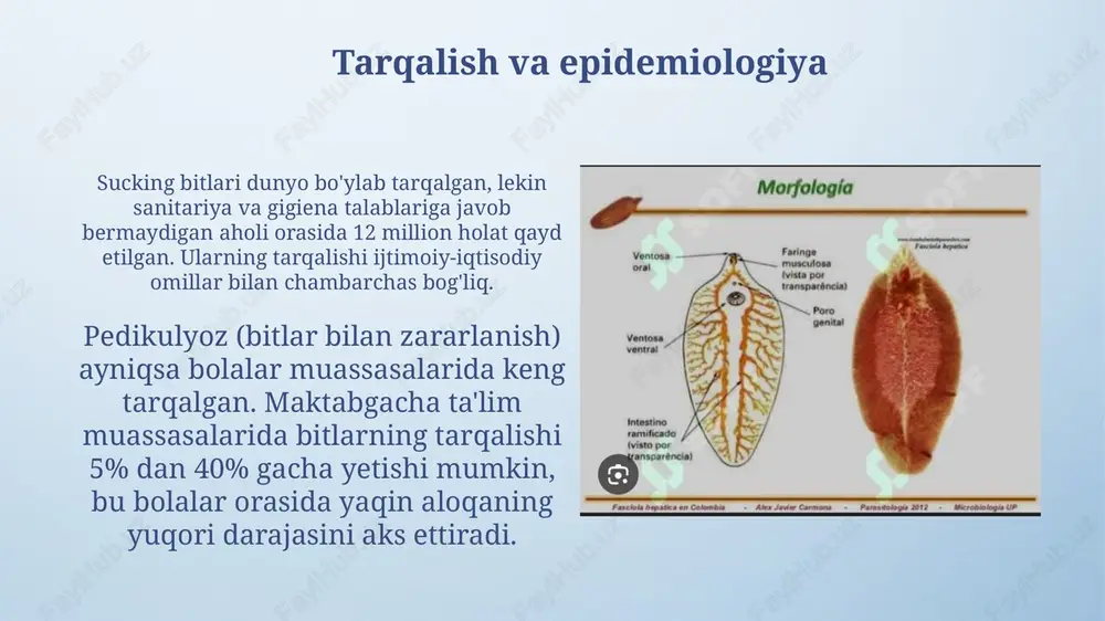 ishi mumkin. so'ruvchi bitlar bilan kasallangan hayvonlar vazn yo'qotishi, mahsuldorlikning pasayishi va umumiy ahvolning yomonlashishi mumkin, bu fermer xo'jaliklari uchun muhim iqtisodiy oqibatlarga olib keladi, davolash xarajatlari veterinariya resurslariga yuk bo'ladi. tadqiqotlar va yangi ishlanmalar so'nggi tadqiqotlar pedikulyozga qarshi yangi vositalarni, jumladan, sekin ta'sir qiluvchi 0,5% ivermektin losonini baholaydi, bu esa dorivor rezistentlikni kamaytirishga yordam beradi. genomni tahlil qilish sucking bitlarining evolyutsion munosabatlari va dori qarshiligining molekulyar mexanizmlarini o'rganishga imkon berdi, bu esa maqsadli davolash usullarini ishlab chiqishga yordam beradi. bitlash - odam paraziti bosh bitlari (pediculus humanus capitis) 3-4 haftalik hayot sikliga ega bo'lib, har bir urg'ochi 50-150 ta tuxum (sirka) qo'yishi mumkin, ular 7-10 kunda ochib chiqadi. kiyim bitlari (pediculus humanus corporis) odatda kiyimda yashaydi va tanaga ovqatlanish uchun chiqadi, bu esa terida qichishish va ikkilamchi infeksiyalarga olib kelishi mumkin. xulosa pedikulozning global tarqalishi, ayniqsa kam taʼminlangan aholi orasida, jiddiy muammodir va sogʻliqni saqlash tizimlari uchun 1 milliard …