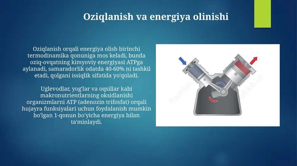 energetika va metabolizm - Page 4