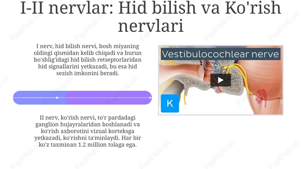 bosh miya nervlarining anatomiyasi va innervatsiya sohalari - Page 4
