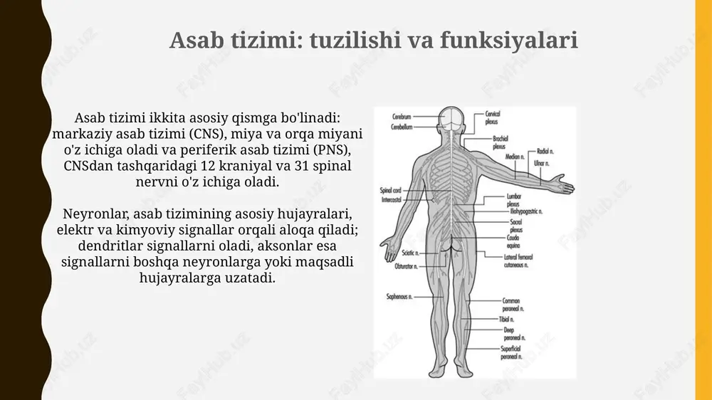 xulqatvoring psixofiziologik asosi - Page 4