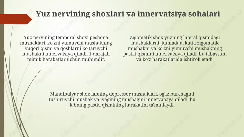 yuz nervining anatomiyasi - Page 4