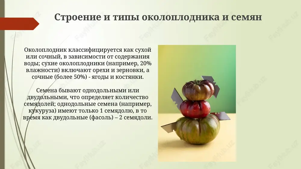 izuchenie stroeniya plodov - Page 4