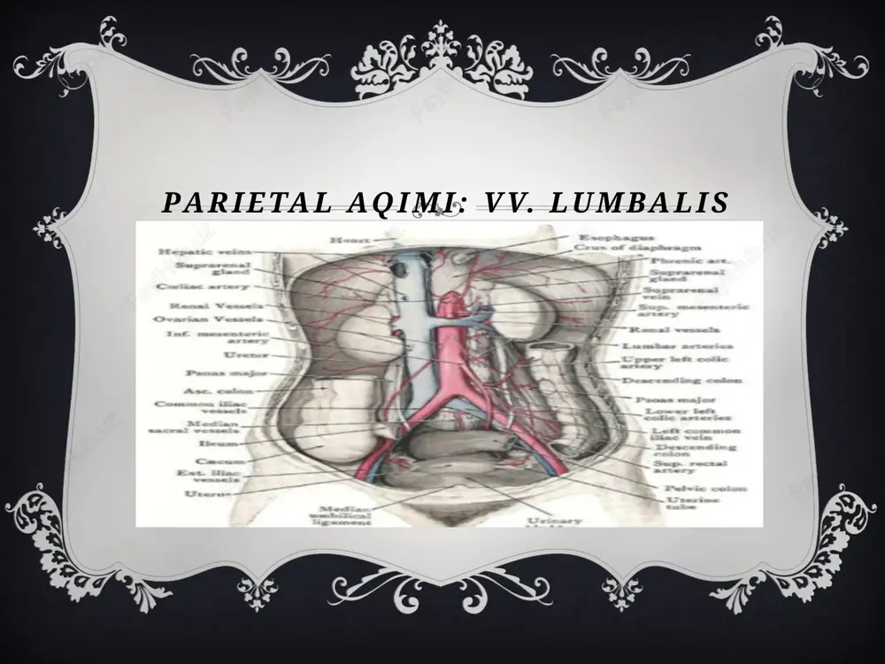 ostqigovekvena (vena cava inferior) - Page 4