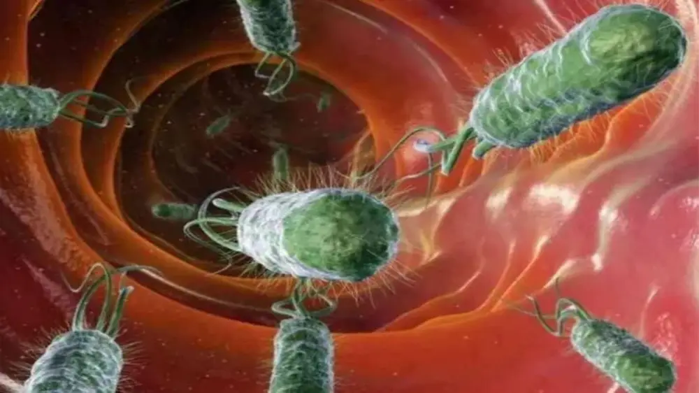 on qilinadi. epidemik o'choqning chegaralari aniqlanadi. 3. epidemik o'choqni bartaraf qilish choralari favqulotda epidemiyaga qarshi kurash komiyassiyasining maxsus operativ rejasi asosida olib boriladi. image2.png image3.png image4.jpeg image5.jpeg image6.jpeg image7.wmf oleobject1.bin image8.jpeg image9.jpeg image10.png image11.png image12.png image1.png o'tish mexanizmi boskichlari ikkinchi boskich birinchi boskich boshlangich omillar oralik omillar oxirgi omillar uchinchi boskich zararlanish ob'ekti pashshalar ovkat kanalizatsiyasiz xojatxona tuprok sabzavot, xo'l mevalar, suv kanalizatsiyali xojatxona kanalizatsiya — " — ko' llar ko' llar, idishlar, suv ovkat ovkat yutib yuborish kattalar va bolalar defekatsiya ( najas, siydik) kusish ( kusuk massasi) ro' zgor buyumlari ko' llar ko' llar so' rish bolalar o'tish mexanizmi boskichlari zararlanish ob'ekti birinchi boskich ikkinchi boskich uchinchi boskich boshlangich omillar oralik omillar oxirgi omillar defekatsiya (najas, siydik) kusish (kusuk massasi) kanalizatsiyasiz xojatxona pashshalar ovkat yutib yuborish kattalar va bolalar tuprok sabzavot, xo'l mevalar, suv kanalizatsiyali xojatxona kanalizatsiya — " — ko'llar ko'llar, idishlar, suv ovkat ro'zgor buyumlari ko'llar …