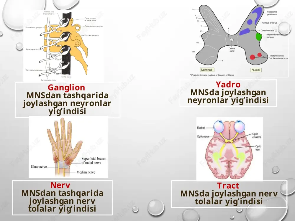orqa miyaning reflektor vao‘tkazuvchiyo’l faoliyati, tekshirish usullari - Page 4
