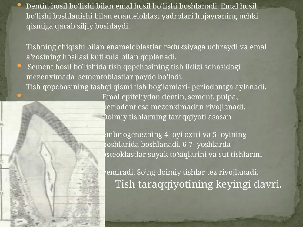 tishlarning tuzilishi - Page 4
