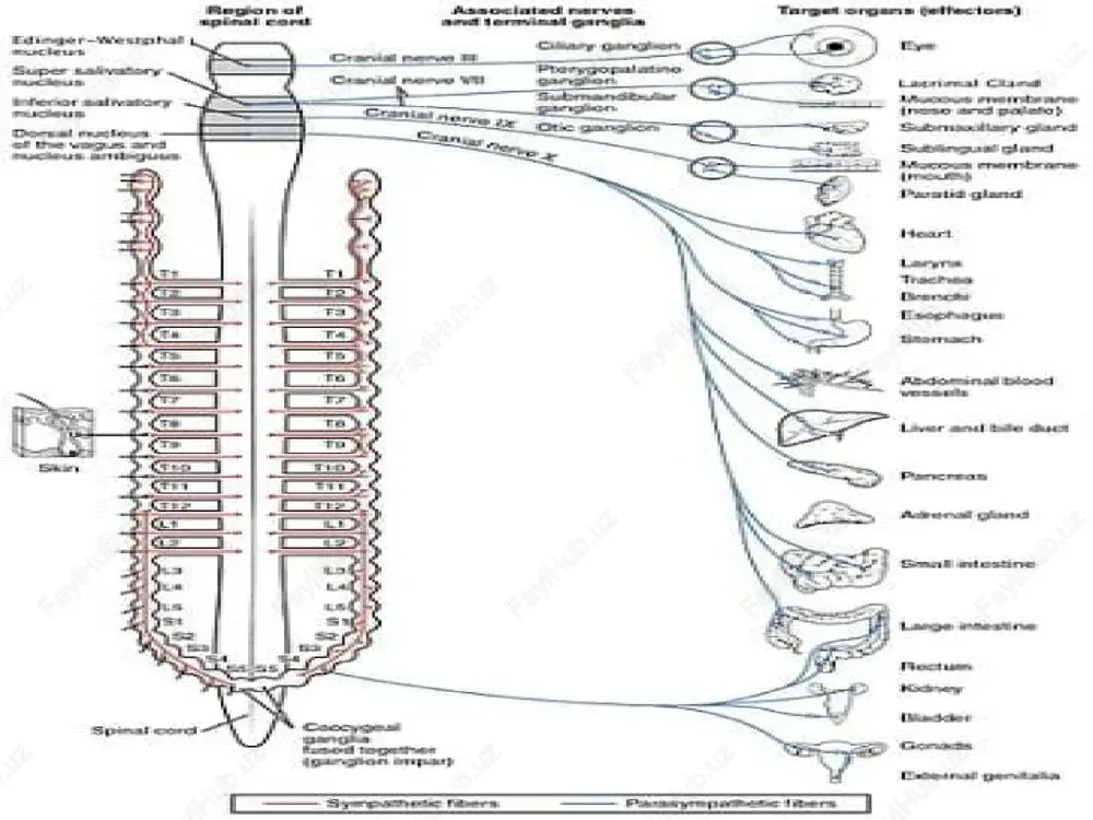 vegitativ nerv sistemasi - Page 4