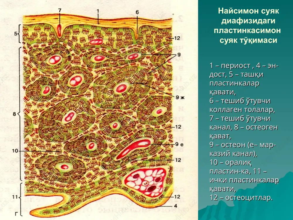 suyak to'qimasi - Page 4