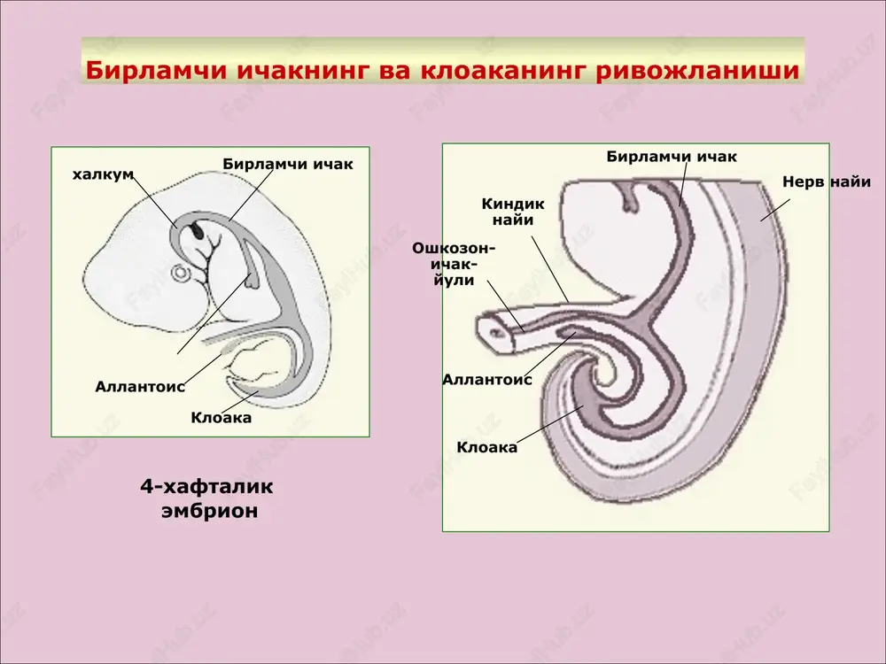 "siydik chiqaruv a'zolarining funktsional anatomiyasi" - Page 4
