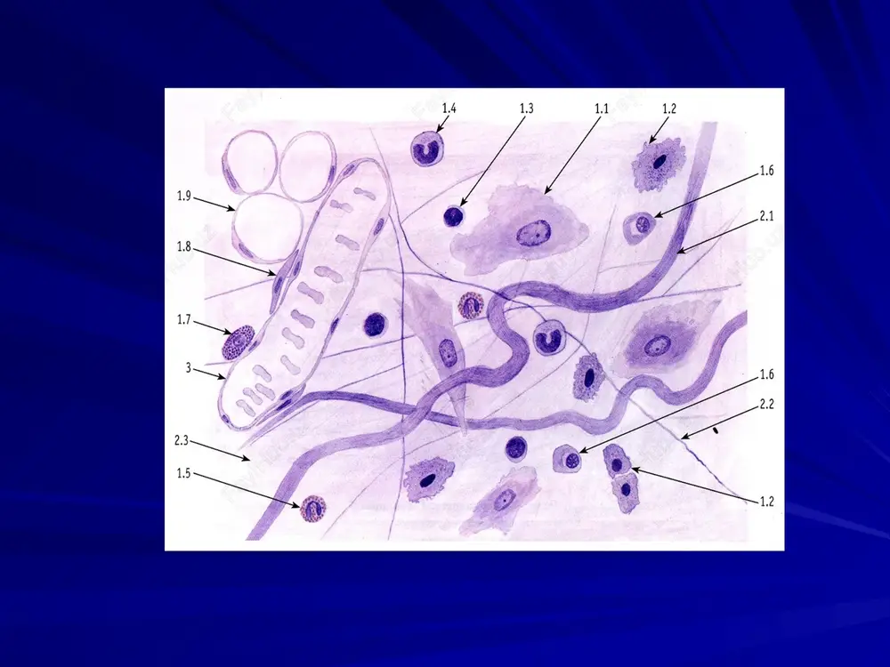 uyak tuzilishining umumiy rejasi. 1 – periost (a – tolali qavat, b – osteogen qavat), 2 – qon tomirlari, 3 – nervlar, 4 – endost, 5 – tashqi plastinkalar qavati, 6 – probodayushie kollagen tolalar, 7 – probodayushiy kanal, 8 – osteogen qavat, 9 – osteon (e – markaziy kanal), 10 – vstavochnaya plastinka, 11 – ichki plastinkalar qavati, 12 – osteotsitlar. naysimon suyak diafizidagi plastinkasimon suyak to'qimasi 1 – periost , 4 – en-dost, 5 – tashqi plastinkalar qavati, 6 – teshib o'tuvchi kollagen tolalar, 7 – teshib o'tuvchi kanal, 8 – osteogen qavat, 9 – osteon (e– mar-kaziy kanal), 10 – oraliq plastin-ka, 11 – ichki plastinkalar qavati, 12 – osteotsitlar. osteonning struktur komponent-lari 2 – qon tomirlari, 3 – nervlar, g – osteoblastlar, d – osteoklastlar, e – markaziy kanal, j – kontsentrik plastinkalar tizimi, 12 – osteotsitlar. suyakning tuzilishi. osteotsitlar suyak matriksida lakunalar (bo'shliqlar) da joylashgan. …