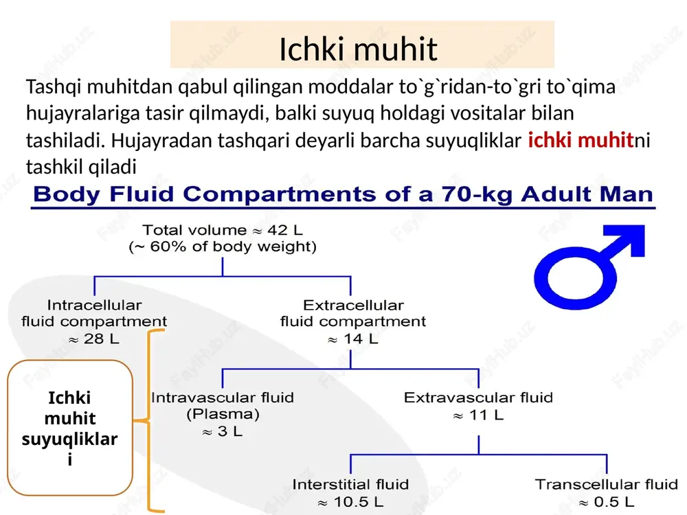 ) kortizol – mukoprotein tabiatli: transkortin vitamin a,d,e lar - lipoproteinning yuqori va past zichligli turi bilan tashiladi (hdl and ldl). vitamin b12 - transkobalamin yordamida bilirubin - transporti albumin va alfa-globulin bilan bogʻliq. turli xil dorilar albumin bilan tashiladi. plazma ca2+ si (50%) qisman oqsillar bilan birikib tashiladi. mis - seruloplazmin (alfa2-globulin) bilan tashiladi. erkin gemoglobin - tomirlarda gaptoglobinlar bilan birikadi va retikuloendotelial sistemaga tashiladi plazma oqsillari funksiyalari 7. zaxira oqsillarning roli. plazma oqsillari zaxira sifatida saqlanib, toʻqimalar tomonidan quyidagi hollarda ishlatiladi: - och qolganda - oqsil yetishmasligida, - shoshilinch oqsillar katabolizmida. 8. eritrotsitlarning cho’kish tezligini barqaror saqlashdagi roli - echt barqarorligi qizil qon hujayralarinig xususiyatiga bogʻliq. - globulin va fibrinogenlar bu xususiyatni tezlashtiradi. 9. fibrinolitik vazifasi - fibrinolitik sistemaning fermentlari tomir ichidagi quyqa (tromb)ni yoʻqotadi va trombozning asoratlaridan qutqaradi. 10. genetik axborotdagi roli -koʻpgina plazma oqsillari polimorfizm xususiyatiga ega. -polimorfizm - bu mendeleev xususiyati boʻlib, bu xususiyat population …