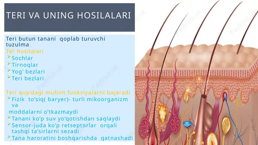 zgarishni qayta joyiga keltirishga qaratilgan jarayonlar gomeokinez (feedback va adaptive control) deyiladi. ichki muxit va gomeostaz markaz negativ qaytar aloqa effektor gomeostazni bu buzgan tasirni kamaytirishga harakat qiladi. masalan: qon bosim ortsa, uni normaga qaytarishgacha qaratilgan jarayonlar ishga tushadi, yoki aksincha qon bosim kamaysa uni normaga ko’tarishga bo’lgan jarayonlar ishga tushadi. retseptor ta’sir 26 bunda xosil bo`gan javob reaksiyalari gomeostazni buzishga bo`lgan tasirga nisbatan pozitiv (qo`llab quvvatlovchi) hisoblanadi. patologiyada “havfli xalqa” deyiladi. negative feedbeck=>pozitive feedback bu jarayon bazida yaxshi natijali bo`lishi mumkin: tromb xosil bo`lishida tug`ruq vaqtida bachadon qisqarishi harakat potensiali hosil bo`lishida na+ kanallarini ochilishi pozitiv qaytar aloqa markaz effektor retseptor ta’sir bosh miya gipofizdan oksitotsin sekretsiya qilishini stimullaydi oksitotsin qon orqali bachadonga yetkaziladi oksitotsin bachadon qisqarishini stimullaydi va bolani bachadon bo'yniga tomon itarad bolaning boshi bachadon boyinga qarama qarshi ravishda itariladi bachadon boynidan hosil bolgan nerv impulslar bosh miyaga o'tkaziladi ko`krak so`rg`ichi poralardan sut chiqadi 1. so'rish alveolalardagi …