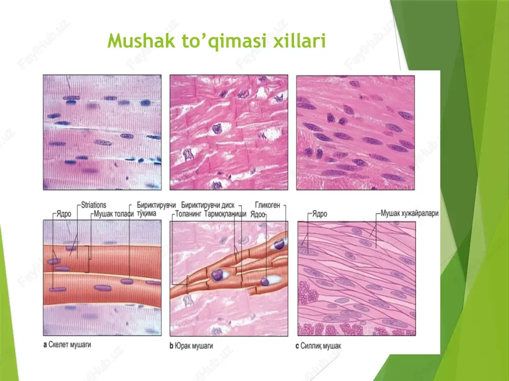 – hujayralararo aloqa zonasi. silliq miotsitlarning i – bo'ylama va ii – ko'ndalang qavati, iii – endomiziy, iv – perimiziy. 1 – silliq miotsit, 2 – yadro, 3 – elastik tolalar, 4 – miolemma, 5 – hujayra markazi, 6–mitoxondriyalar, 7 – zich tanachalar, 8 – mio-fibrillalar, 9 –hujayra-lararo aloqa: a – bazal membrana, b – plazmolemma, v- desmosoma, g – neksus, d – kaveolalar, e – vezikulalar. silliq mushak qisqarishi silliq mushak to'qimasi. strelkalar bilan mushak hujayralarining yadrolari ko'rsatilgan. silliq mushakli hujayralar. markazda yirik yadro, uning atrofida mitoxondriyalar, endoplazmatik to'r va golji kompleksi. aktin filamentlari hujayraning bo'ylama o'qi bo'ylab joylashgan, zich tanachalarga mustaxkamlangan. miotsitlar orasida yoriqsimon aloqa mavjud. silliq mushak hujayrasining qisqartiruvchi apparati. zich tanachalar alfa-aktinin saqlaydi, bular ko'ndalang-targ'il mushak z-chiziqning analoglaridir. sarkoplazmada ular oraliq filamentlarning to'ri bilan bog'langan. aktin iplari zich tanalarga maxkamlangan, miozin filamentlari qisqarishda shakllanadi. silliq miotsitlarning qisqarish sxemasi: yuqorida – relaksatsiyalangan, pastda – qisqargan silliq miotsitlar. …