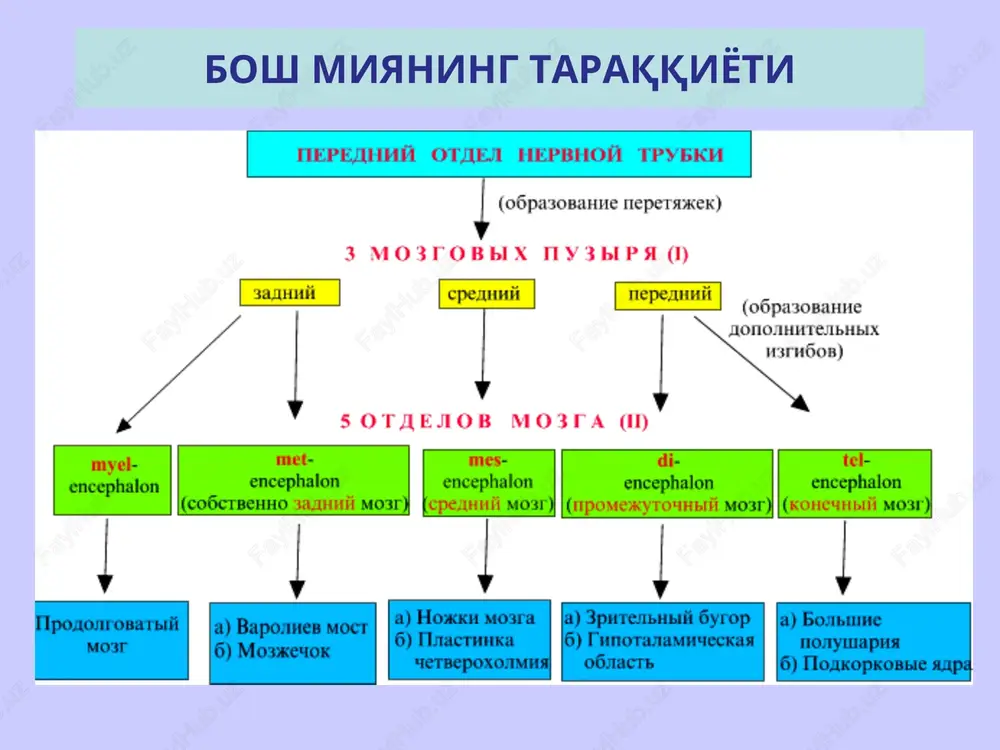 gi yadrolar bilan sinaps xosil qiladi donador donacha xujayralar tanasidan 2-3 dendrit chiqib, qush panjasi ko'rinishida shoxlanadi va ko'prik yoki quyi olivadan miyachaga keluvchi moxsimon tola bilan birgalikda miyacha koptokchasini hosil qiladi. aksoni molekulyar qavatga ko'tarilib, bu erda noksimon, savatsimon va yulduzsimon neyronlarning dendritlari bilan sinaps hosil qiladi yirik yulduzsimon golji xujayralari qisqa aksonli yirik yulduzsimon neyronlarning dendritlari molekulyar qavatga ko'tarilib, donacha xujayralarning aksonlari bilan bog'lanadi, aksonlari esa donacha xujayralarning dendritlariga yaqinlashib, tormozlovchi sinapslar xosil qiladi va miyacha koptokchalarini xosil qilishda qatnashadi uzun aksonli yirik yulduzsimon xujayralarning dendritlari donador qavatning o'zida shoxlanadi, aksoni esa oq moddaga o'tib, yana po'stloqqa qaytadi va uning turli qismlarini bir-biri bilan bog'laydi molekulyarniy ganglionarniy zernistiy * miyacha po'stlog'ining shakllanish sxemasi 1 – molekulyar qavat, 2 – ganglioz nerv hujayralari qavati, 3 – donador qavat, 4 – lianasimon nerv tolasi, 5 – ganglioz nerv hujayrasi, 6 – sinaps botiklar bilan, 7 – yulduzsimon nerv hujayra, 8 …