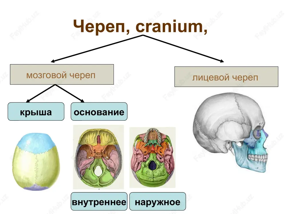 y kletki; 2 — grudino-ryobernie sustavi; 3 — mejrebere; 4 — podgrudinniy ugol; 5 — ryobernaya duga; 6 — nijnyaya apertura grudnoy kletki formi grudnoy kletki stroenie grudini rebra istinnie rebra s i po vii krepyatsya k grudine lojnie rebra s viii po x imeyut obshee kreplenie ryobernoy dugoy koleblyushiesya rebra xi i xii imeyut svobodnie kontsi i ne krepyatsya stroenie rebra golovka sheyka telo pervoe (i) rebro v otlichie ot ostalnix imeet verxnyuyu i nijnyuyu poverxnosti, a takje narujniy i vnutrenniy kraya. na verxney poverxnosti u perednego kontsa i rebra zameten bugorok peredney lestnichnoy mishtsi. vperedi bugorka naxoditsya borozda podklyuchichnoy veni, a szadi — borozda podklyuchichnoy arterii. spasibo za vnimanie