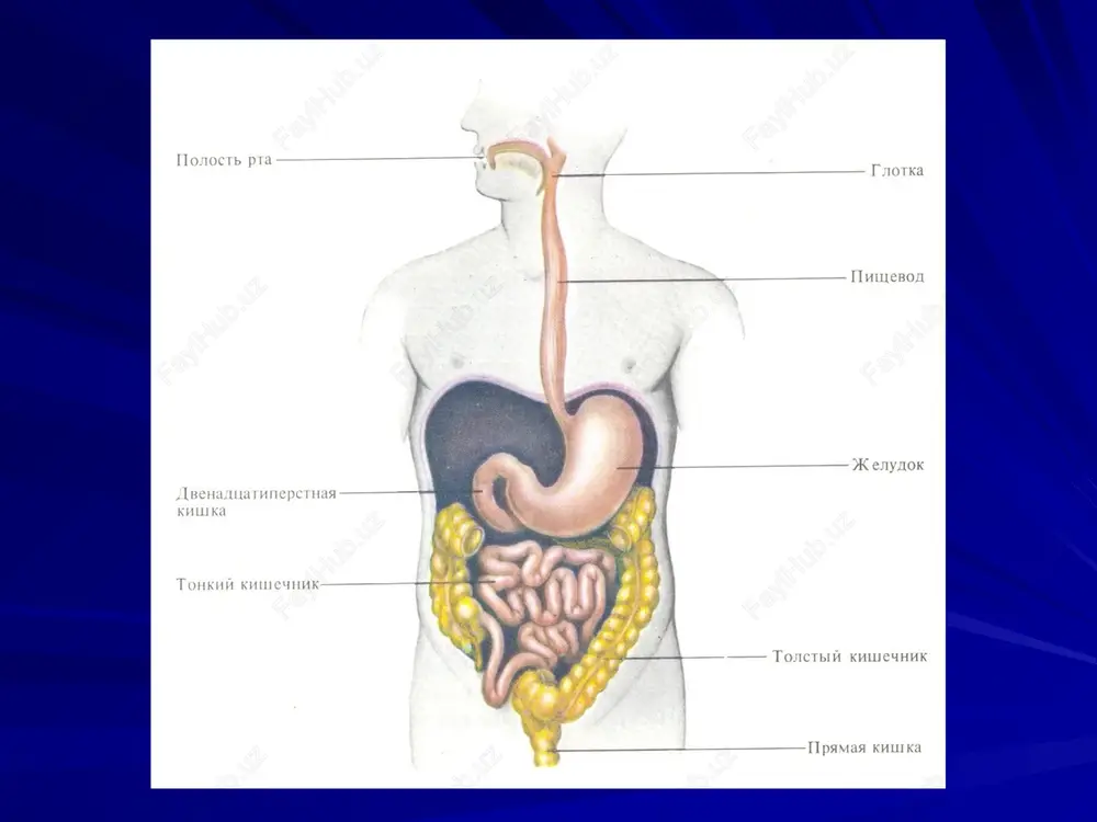 tsiyaga uchraydi noaktiv pepsinogen aktiv pepsinga aylanadi bakteriotsid ta'sir kursatadi rn muxitni keltirib chikaradi pilorik sfinkterni ochilib epilishiga ta'sir kursatadi 12 barmokli ichakda sekretin gormonini sekretsiyasini kuchaytiradi. me'da shirasining ajralishi tezlashtiruvchi moddalar sekretin xoletsistokinin pankreozin me'da ingibitor peptid vazabulbagasteron serotonin 12 barmokli ichakka xlorid kislota utganda me'da shirasining ajralishini tormozlaydi enterogastron motilin gistamin maxalliy gormonlar xayajonlanish ogrituvchi ta'sirot berilsa ovkatni bemaza deb ishontirish bolani jaxlini chikartirish me'dani motor funktsiyasi-xarakat funktsiyasi. me'dada ovkatni shira bilan aralashtiradi ovkat deposini ta'minlaydi ovkatni me'dada siljishini ta'minlaydi ximusni 12 barmokli ichakka evakuatsiya kilinishini ta'minlaydi. me'dadan ovkatni ichakka evakuatsiya kilinishi pilorik sfinkter ochiladi, ximus 12barmoqli ichakka o'tadi. sung 12-barmokli ichakka xlorid kislota utganda berkituvchi refleks kelib chikadi va sfinkter epiladi. me'da ximusi davriy ravishda va refleks asosida bo'laklar bo'lib-bo'lib, 12-barmoqli ichakka o'tkaziladi. suyuqliklar esa to'g'ridan-to'g'ri 12-barmoqli ichakka evakuatsiya qilinadi.