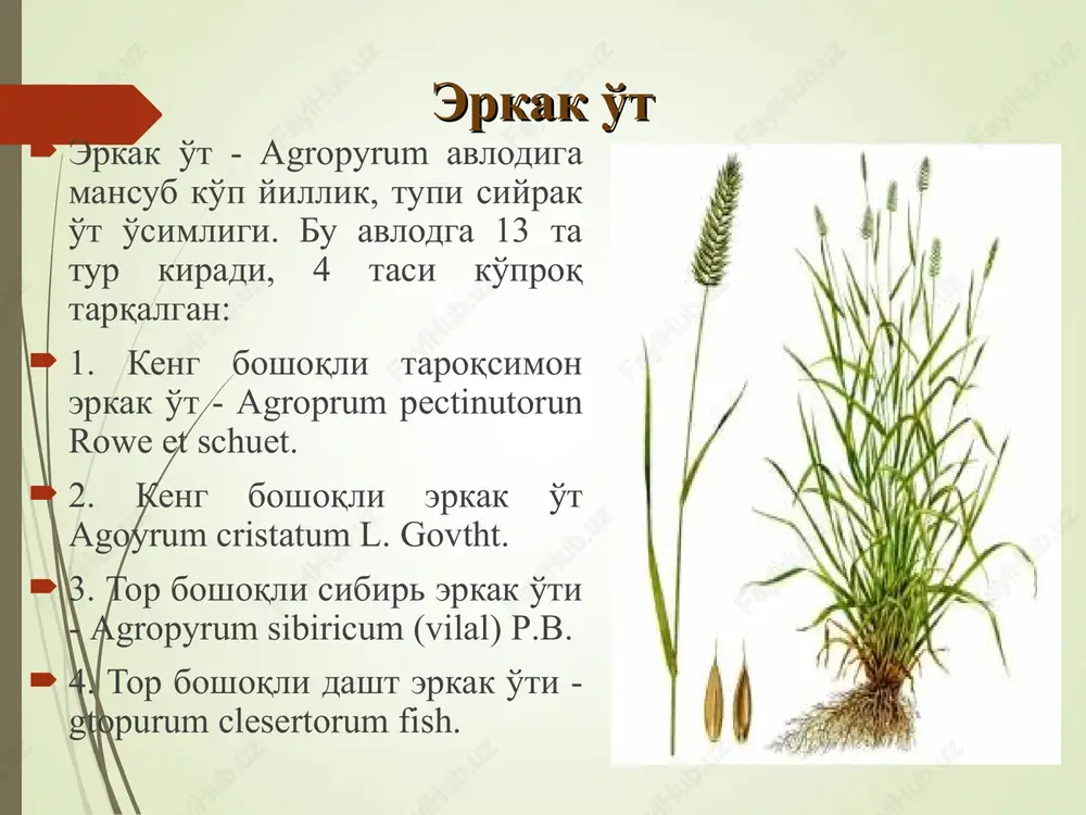 oqso'xta va erkak o't turlari va morfologiyasi - Page 4