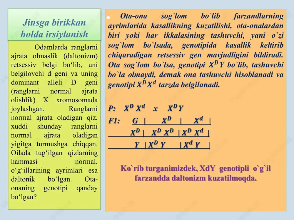 daltonik, ikkinchi belgi bo`yicha sog`lom yigit, gemofiliya bilan hastalangan, ajdodida daltonizm kuzatilmagan qizga uylandi. ushbu oilada tug`lishi mumkin bo`lgan farzandlarning fenotipik nisbatini aniqlang.(j: 1:1) 2. ranglarni normal ajrata oladigan qiz, daltonik yigitga turmushga chiqqan. oilada daltonik qiz bo`la tug‘ilgan. kasal farzandning tug`ilishida kimning genotipi rol o`ynaydi? (j: ota va onaning har ikkalasini) 3. odamlarda ter bezining yo‘qligi retsessiv belgi sifatida nasldan-naslga o‘tadi. uni ta’min etuvchi gen x xromosomada joylashgan. bu belgi bo‘yicha sog‘lom yigit, otasi kasal, onasi esa sog‘lom qizga uylandi. bu yangi oilada tug‘iladigan o‘g‘il va qiz bolalarning ter beziga ega bo‘lish ehtimoli? (j: 75%) 4. otasi gemofiliya bilan kasal, onasining avlodlarida esa gemofiliya uchramagan erkak somatik hujayrasining mitoz sikli anafaza bosqichida h (i), h (ii) allellari sonini aniqlang. a) i - 1; ii – 2 v) i - 2; ii – 0 s) i - 0; ii – 1 d) i - 0; ii - 2 5. bolalarda …