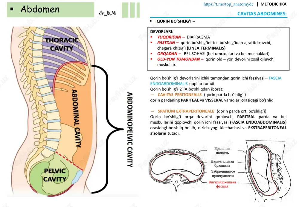 : — sinus mesentericus dex (ichak tutqich o’ng sinusi). — sinus mesentericus sin (ichak tutqichi chap sinusi). kanallari: — canalis lateralis dex (o’ng yon kanal). — canalis lateralis sin (chap yon kanal). qavatlari: yuqori qavatdagi a’zolar: • jigar va o’t pufagi • oshqozon • taloq • oshqozon osti bezi • 12 barmoq ichak yuqori qismi pastki qavatdagi a’zolar: • yo’gon ichak • och va yonbosh ichak • 12 barmoq ichak pastki qismi ▪ peritoneum qavatlari: ▪ pastki qavati dr_b.m https://t.me/top_anatomydc ꟾ metodichka qorinparda old tomondan jigar pastki qirrasini (margo inferior) orqa tomondan orqa qirrasini (margo posterior) aylanib o’tib, jigar visseral yuzasini qoplaydi. ▪ kichik charvi – visseral q/p duplikaturasidan iborat bo’lib, jigar darvozasi (porta hepatica) dan oshqozon kichik egriligi (curvatura minor) va 12 barmoq ichak yuqori qismiga tortilgan 2ta boylam dan xosil bo’ladi. — lig. hepato gastricum — lig. hepato duodenale jigar 12 barmoq ichak boylami orasidan qon – tomir …