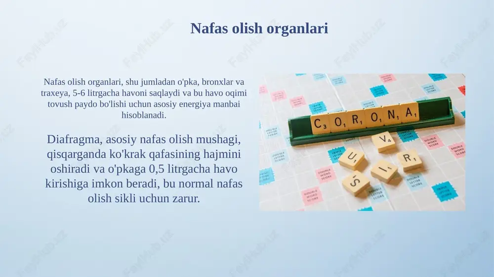 nutq organlarining ta'rifi - Page 4