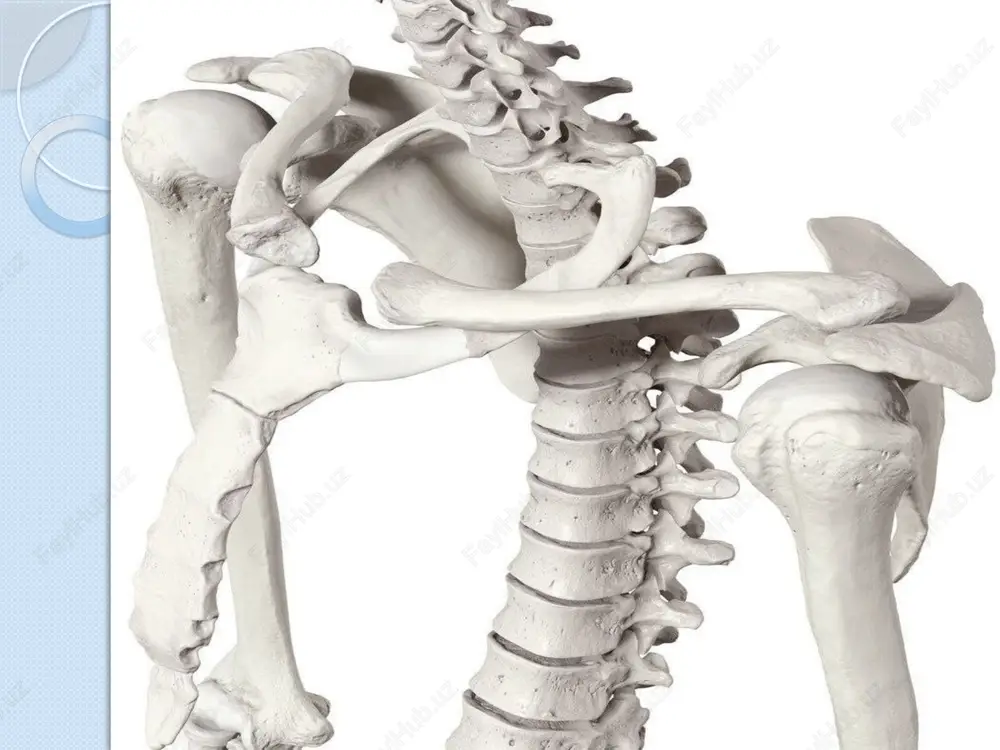 ovea capitis femoris deyiladi.buning ahamiyati, bu chuqurcha orqali boylam ichida son suyagining boshini qon b.n ta’minlovchi arteriya keladi. son suyagining orqasida g’adir-budir chiziq linea aspera b.b uning 2ta labi bor:medial, lateral:bularga keyinchalik muskullar kelib birikadi yoki boshlanadi. katta boldir- tibia 3ta yuzasi, 3ta chekkasi bor. chekkalari:margo ant.margo medialis, margo interosseus yuzalari:fac.ant.medialis, fac.ant.lateralis,fac.posterior uning to’pig’i ichki to’piq b.b malleolus medialis deb aytiladi. oldingi yuqori qismida tuberocitas tibia b.b, bunga sonning 4 boshli muskuli kelib birikadi. orqa yuzasida linea musculis solle b.b, bu yerdan kambalasimon muskul boshlanadi. kichik boldir- fibula chekkkalari: margo interosseus margo posterior margo anterior yuzalari: facies anterior facies posterior facies lateralis malleolus lateralis-lateral to’piq ham bor. oyoq panja- ossa pedis 3 ga bo’linadi: kaft usti- tarsus; kaft- metatarsus; barmoqlar-falanga tarsus-7 ta mayda suyaklardan iborat b.b, 2 ta qator b.b joylashgan. proksimal qatorda: tovon suy.- calcaneus oshiq suyagi- talus distal qatorda: kubsimon- os cuboideum qayiqsimon- os naviculare medial ponasimon- os …