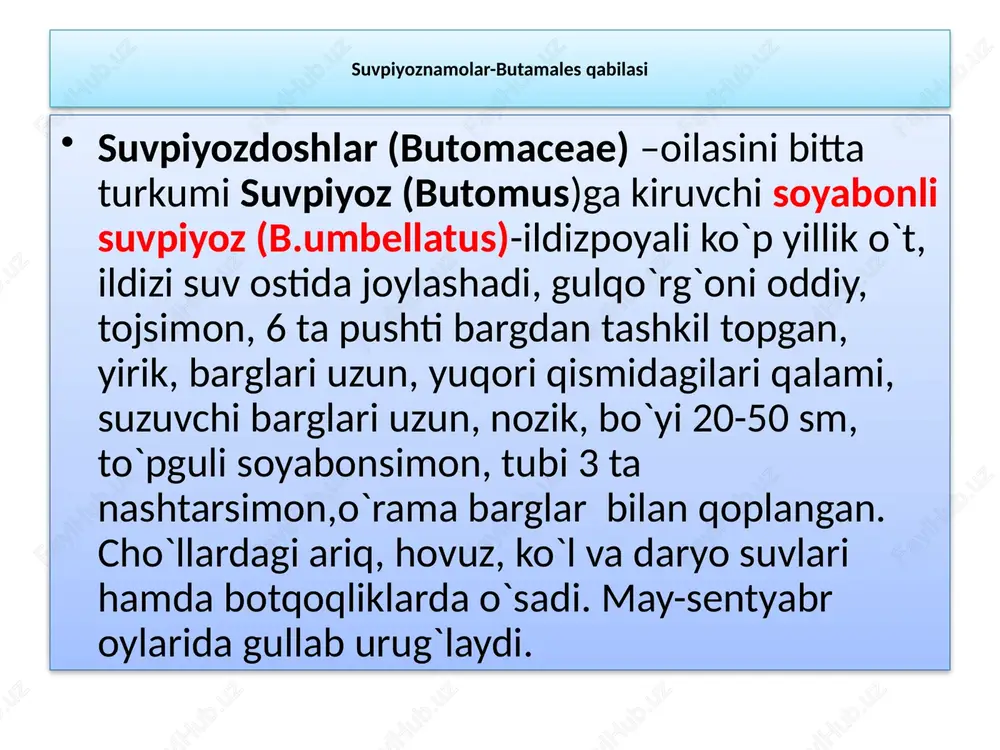 bulduruqo`tkabilar–alismatiidae - Page 4