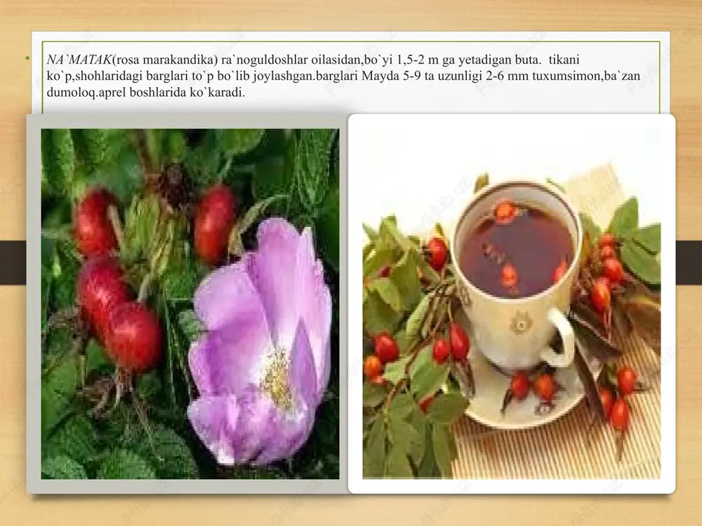 tog`olcha (prunus mirabilis ) ra1`noguldoshlar oilasidan, bo`yi 4-10 m ga yetadigan, sershoh daraxt yoki buta. u tikanli ,yosh novdalari qo`ng`ir qizg`ish, yuksiz. barglari oval shaklida , uchlari o`tkir, uzunligi 4-6 sm, eni2-3 sm bo`ladi. u mart oyida ko`karadi va shu oyning oyning o`zida gullydi, gulari oq rangda. mevasi iyun iyul oylarida pishadi. u har hil shaklda, sariq och qizil , to`q qizil rangda. mevasida yopishqoq shirali neatin deb ataluvchi modda bo`lganligi uchun konditer sanoatida marmelad tayyorlashda ishlatiladi. irg`ay (kotoneaster multiflora) rra`noguldoshlar oilasidan, bo`yi 0,5-1,5m ga tetadigan tik o`suvchi buta . barglari uzun teskari tuxumsimon. ancha enli barglarining ikki tomoni ham tuksiz . irg`ay may oyida gullaydi ,ro`vak shaklida to`p gul hosil qiladi. gultoji oq ,mevasi sentabr oyida pishadi.u och qizil rangli,cho`zinchoq tuxumsimon ,uzunligi 6-10 mm 1-2 ta danakdan iborat.manzarali buta. gullar uchun payvantag sifatida ham ishlatiladi. chetan (sorbus persika ) ranoguuldoshlar oilasidan, boyi 3-5 m yetadigan buta yoki daraxt. barglari …