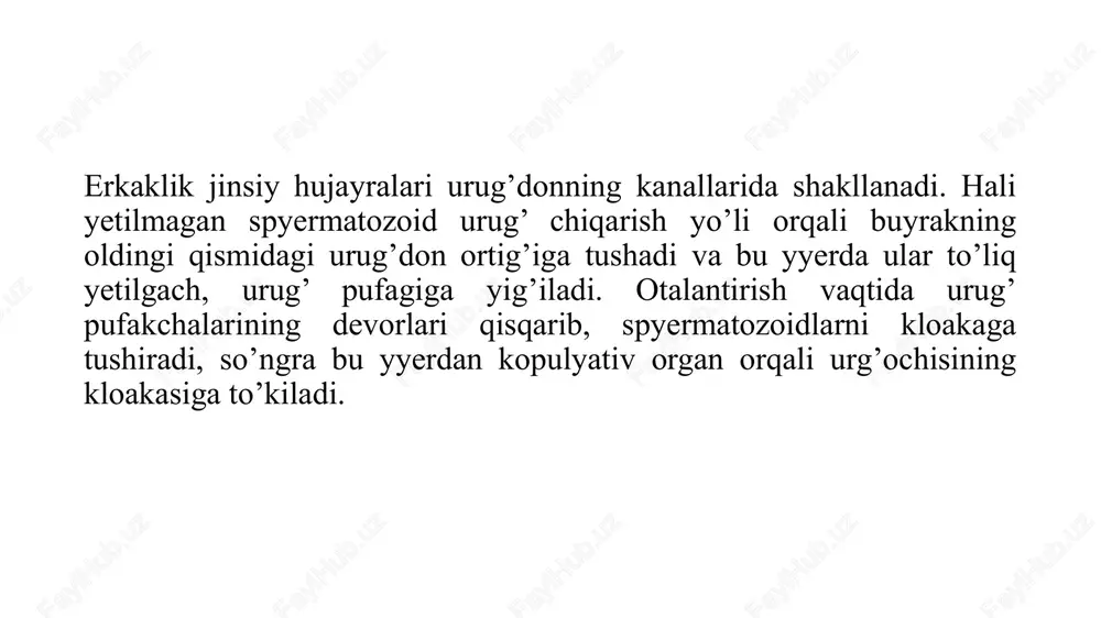 uning ketidan chiqadi. shuning uchun ham ularning asoslarini bir-biridan ajratish qiyin. yuz nervi ham bir necha tarmoqlarga bo’linib, shulardan ko’z, tanglay va til osti tarmoqlari eng yiriklari hisoblanadi. uchlik nerv singari yuz nervi ham aralash nerv bo’lib, uning ko’z va tanglayga boradigan tarmoqlari sezuvchi, til osti tarmog’i esa aralashdir (sezuvchi va harakatlantiruvchi).eshituv nervi (sakkizinchi juft). bu nerv uzunchoq miyaning yon devoridan chiqishi bilanoq miya qutisining devoriga kirib, ichki quloqni innervatsiyalaydi. eshituv nervi fakat sezuvchi nervdir. til- halqum nervi (to’qqizinchi juft) akulaning birinchi jabra yorig’iga borib, ikkita tarmog’i bilan uning oldingi va keyingi qismlarini innervatsiyalaydi. bu nerv funksiyasi jihatidan aralash bo’lib, sezuvchi va harakatlantiruvchi nervdir. adashgan nerv (o’ninchi juft) aralash nerv bo’lib, uzunchoq miyaning yonboshidan, keyinchalik bir-biri bilan qo’shilib yo’g’on nerv tomirini hosil qiladigan bir qancha tarmoqlar holida chiqadi. adashgan nerv bosh miyaning boshqa nervlaridan gavdaning ko’pchilik qismini innervatsiyalashi bilan farq qiladi. asosiy tarmoqlaridan to’rttasi to’rt jabra yorig’ini (ikkinchidan beshinchigacha), beshinchi …