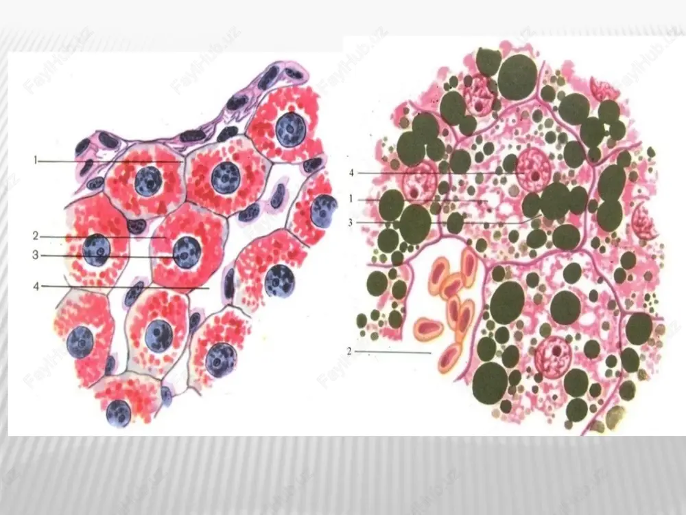 qsil esa ko'proq bo'ladi. xromosomanini tuzilish sxemasi: a- tashqi ko'rinishi; b- ichki tuzilishi: 1- birlamchi belbog'; 2- tsentromera; 3- ikkilamchi belbog'; 4- yo'ldosh; 5- xromonema odatda bitta xromosomada bitta tsentromera bo'ladi. lekin ayrim (chuvalchang va hasharotlar)larining xromosomalari ko'p tsentromerali ham bo'lishi mumkin. xromosomada birlamchi belbog' (tsentromera)dan tashqari ikkilamchi belbog' ham uchraydi. ikkilamchi belbog'ning ayrimlari yadrocha hosil qilishda qatnashadi, shuning uchun ular yadrocha hosil qiluvchilar deb ataladi. ikkilamchi belbog'da yadrochadagi r– rnk sintezini va uning etilishini boshqaruvchi genlar joylashgan. xromosomaning tuzilish sxemasi: 1- euxromatin; 2- geteroxromatin; 3- birlamchi belbog'; 4- tsentromera; 5- xromatida; 6- xromonema; 7- ikkilamchi belbog'; 8- yadrocha ayrim xromosomalarda ikkilamchi belbog' xromosoma telomerasiga uzoq joylashgan bo'ladi. bunday xromosomalarda ikki­lamchi belbog'dagi dnk zanjirining o'rami ancha uzun bo'lganligi uchun ikkilamchi belbog'dan keyingi qismi, ya'ni telomerasi bor qismi xromosomadan ancha uzoqroqda joylashib yo'ldosh hosil qiladi. telomera – xromosomaning oxirgi qismi bo'lib, xromosoma­larning mustaqilligini va butunligini ta'minlaydi. xromoso­maning uzilgan qismlari bir-birlari bilan …