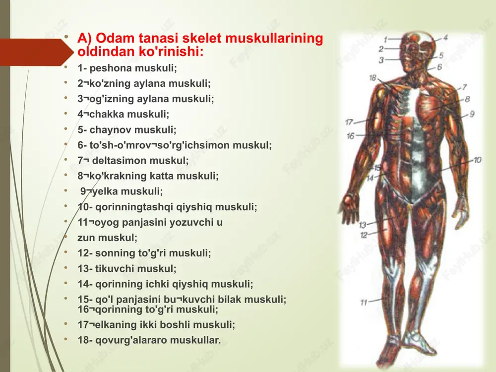 lariga chakka, xususiy chaynash hamda tashqi va ichki qanotsimon muskullar kiradi. mimika muskullariga ko'zning aylana muskuli, qoshlarni bir-biriga yaqinlashtiruvchi, og'izning aylana muskuli, yonoq muskuli, yuqori va pastki lablarning kvadrat muskullari, pastki labning uchburchak muskuli, og'iz burchagida joylashgan kulgu mus¬kuli va burun muskullari kiradi. mimika muskullari odamning har xil ruhiy holatlarini ifodalashda ishtirok etadi. vlar, ayniqsa qiziqchilarda yaxshi rivojlangan bo'ladi, chunki ular bu mus¬kullarni maxsus mashq qildiradi. bu muskullar suyaklarga birikmaydi. bo'yin va gavda muskullari. bo'yin muskullariga bo'yinning teri osti muskuli, to'sh-o'mrov so'rg'ichsimon muskuli, narvonsimon muskullar va til osti suyagi sohasidagi muskullar kirib, ular boshning turli harakatlarini ta'minlaydi. gavda muskullari joylashishiga qarab ko'krak qafasi, qorin va orqa muskullaridan iborat. ko'krak qafasi muskullariga ko'krakning katta va kichik mus¬kullari, o'mrov osti muskuli, ko'krak qafasining yon tomonida joylashgan tishsimon muskullar, qovurg'a]araro (tashqi va ichki) muskullar hamda ko'krak qafasi va qorin bo'shlig'i o'rtasida joylashgan diafragma muskuli kiradi. bu muskullar nafas olish, nafas chiqarishda, qo'llarni harakatlantirishda …